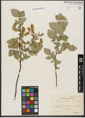 Foto von Salix hastata L.